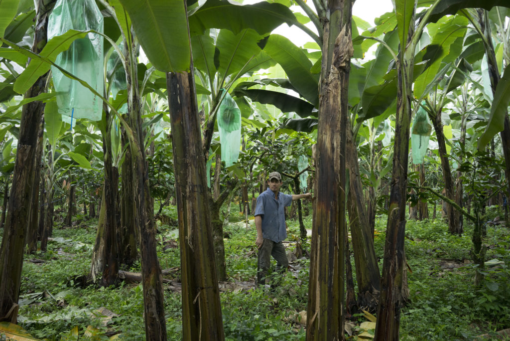 Bananenplantage in Ecuador